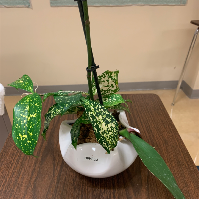 Healthy Gold Dust Dracaena plant with vibrant green and yellow speckled leaves in a white ceramic pot on a wooden surface.