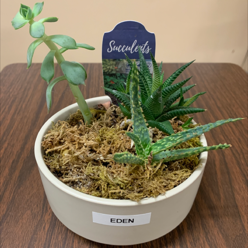 Healthy Haworthia pumila succulent plant in a white ceramic pot labeled 'Eden', with vibrant green leaves and warty projections.