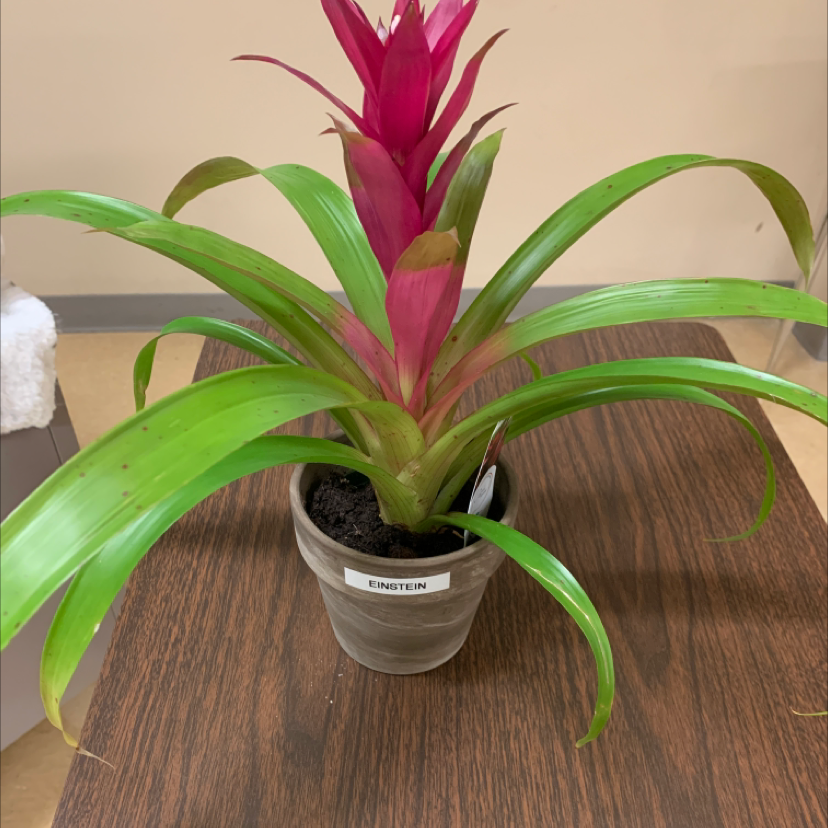 Healthy pink and green Droophead Tufted Airplant in a small gray pot, well-framed against a plain background.