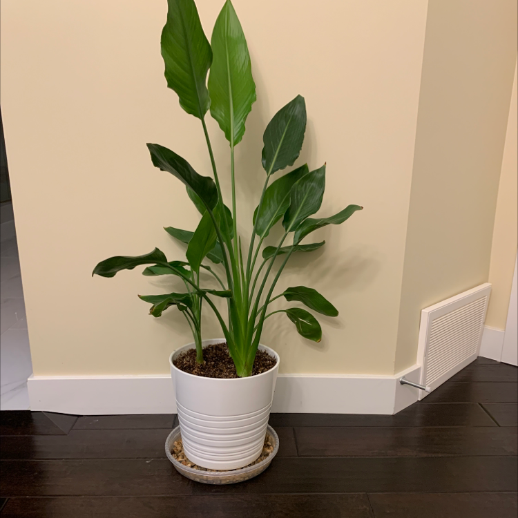 Bird of Paradise plant in a white pot indoors, healthy green leaves.
