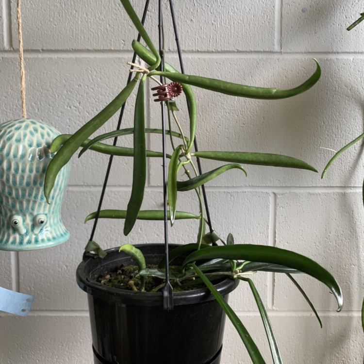 Hoya shepherdii plant in a hanging pot with long, slender leaves.