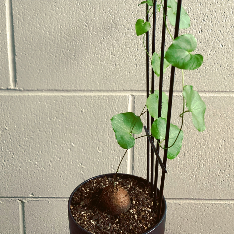 Potted Hottentot Bread plant with heart-shaped green leaves climbing a support structure.