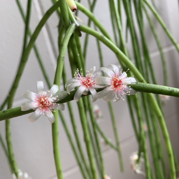 Photo of the plant species Mistletoe Cactus by @Iguannah named Fleur on Greg, the plant care app