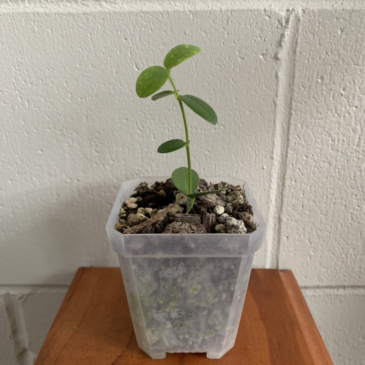 Young Bush Hoya plant in a small plastic pot with visible soil, against a plain wall.
