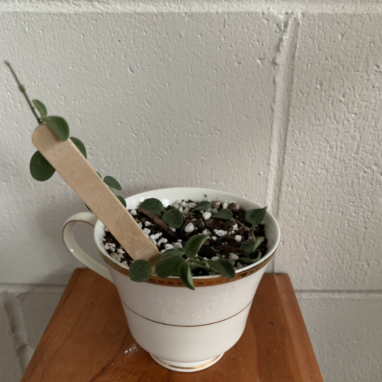Photo of the plant species Pink Wax Flower by @Iguannah named Serpent on Greg, the plant care app