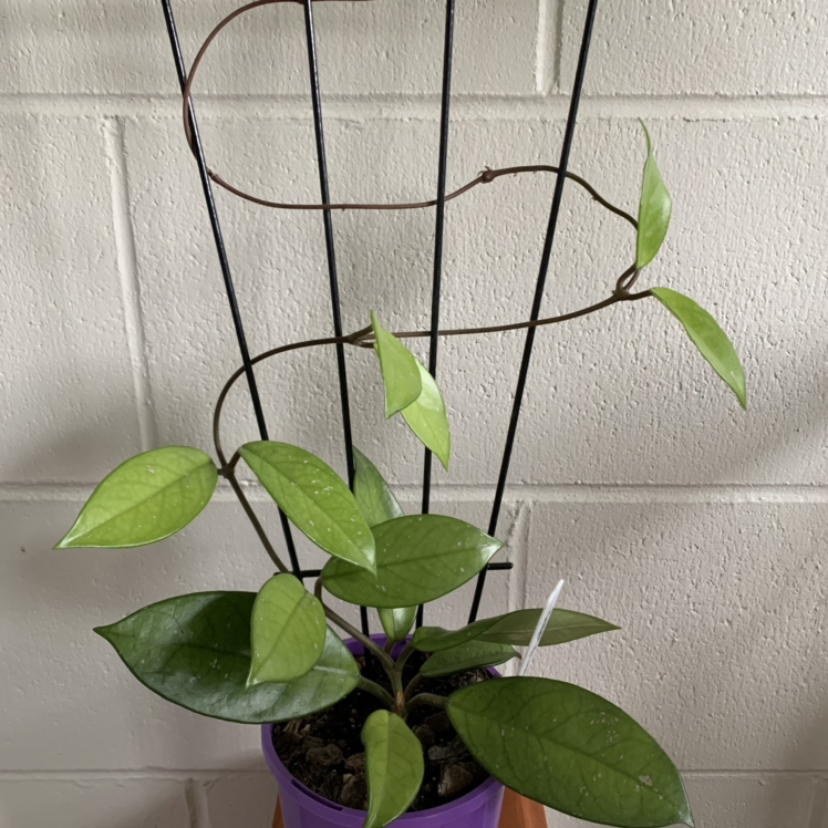 Photo of the plant species Hoya crassifolia by @Iguannah named Crassifolia on Greg, the plant care app