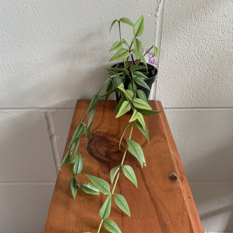 Hoya Bella plant on a wooden surface against a white wall, appears healthy.