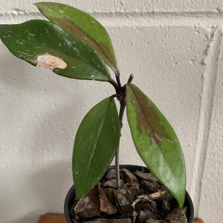 Hoya publicalyx 'Royal Hawaiian Purple' plant with some leaf discoloration and visible soil.