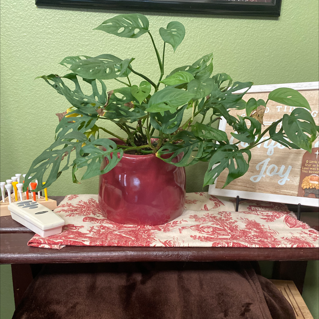 Window Leaf plant photo by @KarenG named Stella on Greg, the plant care app.
