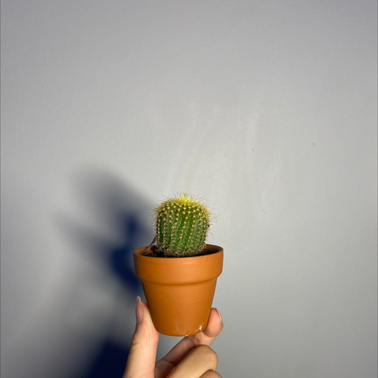 Silver Ball Cactus plant photo by @jessac named silver ball cactus on Greg, the plant care app.