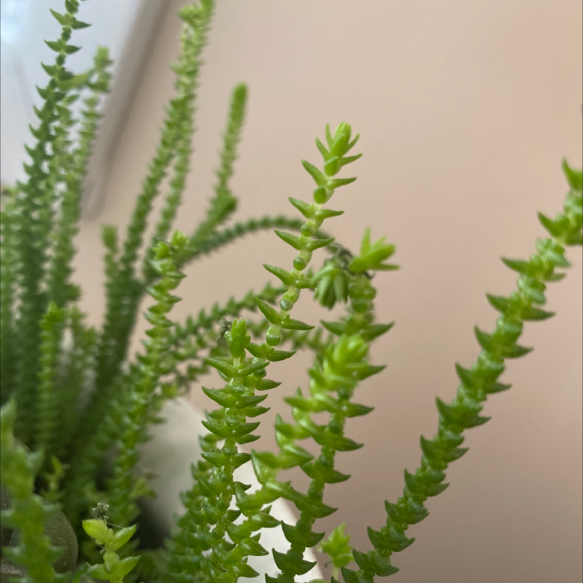 Close-up of a healthy Mossy Stonecrop plant with small, green leaves.