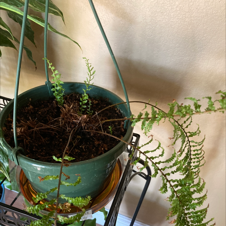 Kimberly Queen Fern in a green pot with some brown fronds and visible soil.