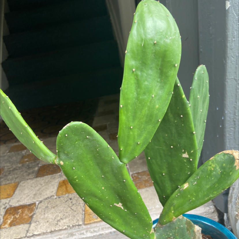 Cochineal Cactus with green paddle-shaped segments and minor brown spots on edges.