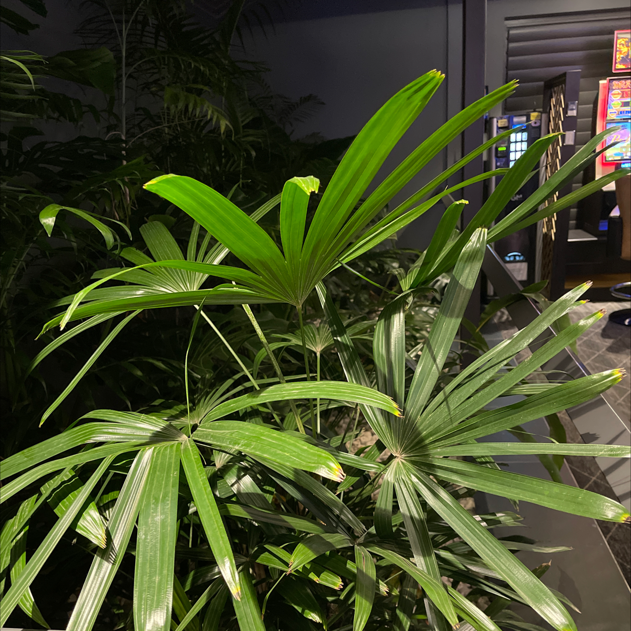 Closeup of a healthy, thriving green Rhapis palm plant with dense, bushy leaves in excellent condition.