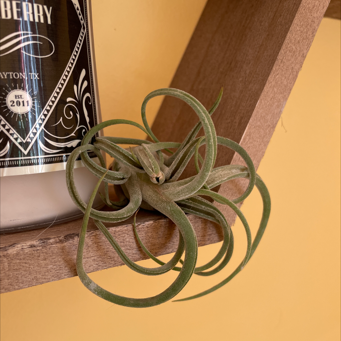 Medusa Head Air Plant on a wooden shelf with a candle in the background.