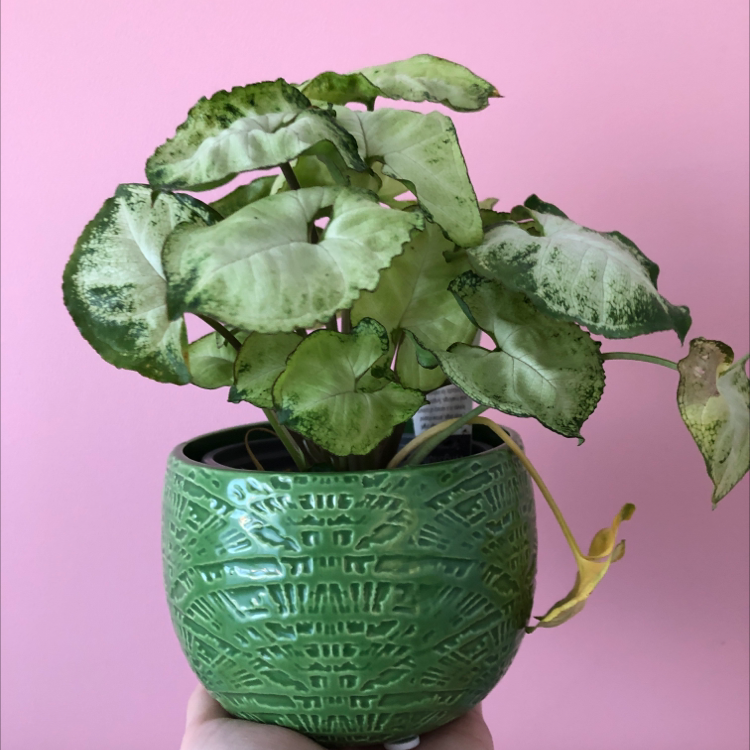 Photo of the plant species Syngonium 'White Butterfly' by @TGriffin named Wilson on Greg, the plant care app