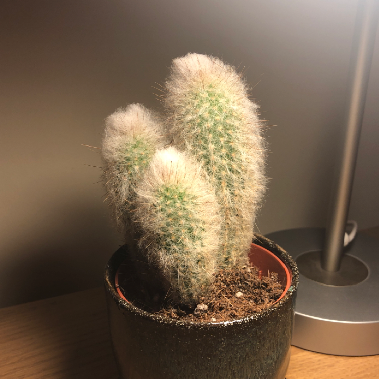 Photo of the plant species Old Man Cactus by @euanaitken named Saul on Greg, the plant care app