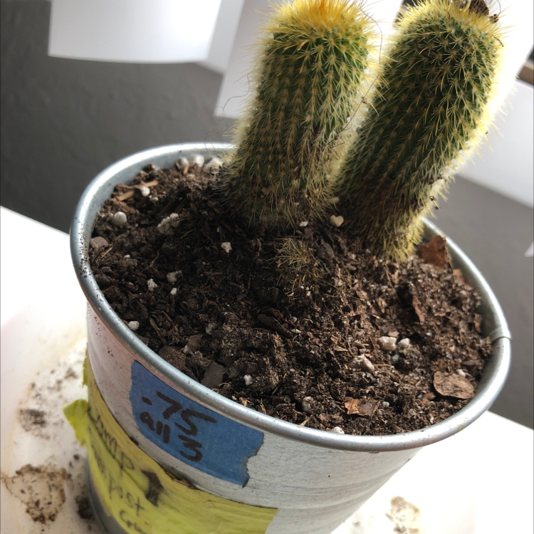 Photo of the plant species Bergerocactus Emoryi by @Whompwomp002 named Simon on Greg, the plant care app