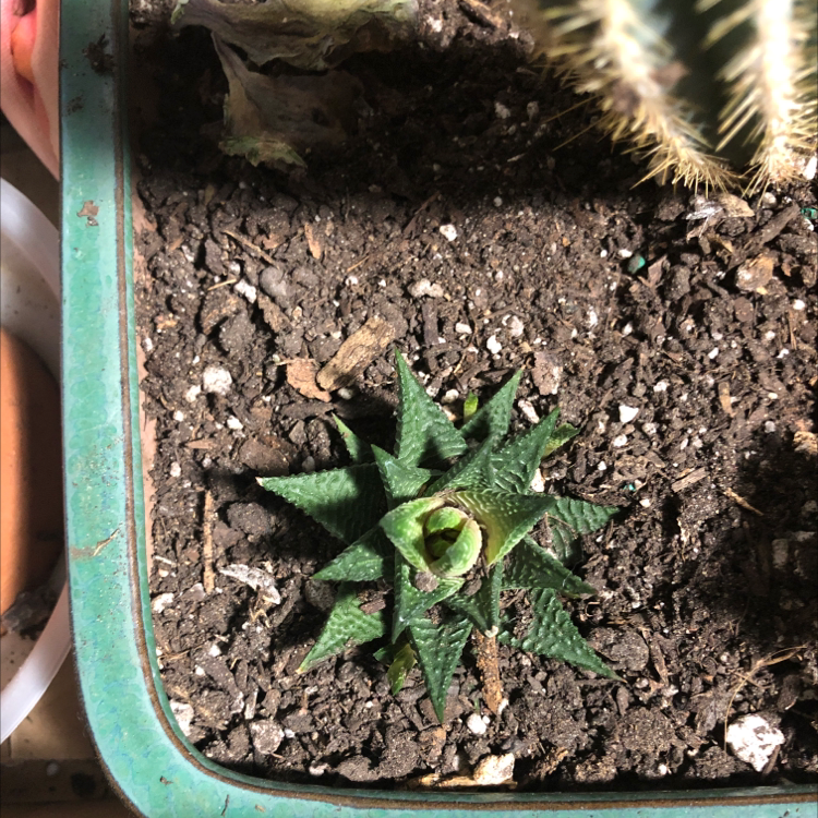 Healthy fairy washboard succulent with ridged leaves in teal pot, held in a hand showing small size of plant.