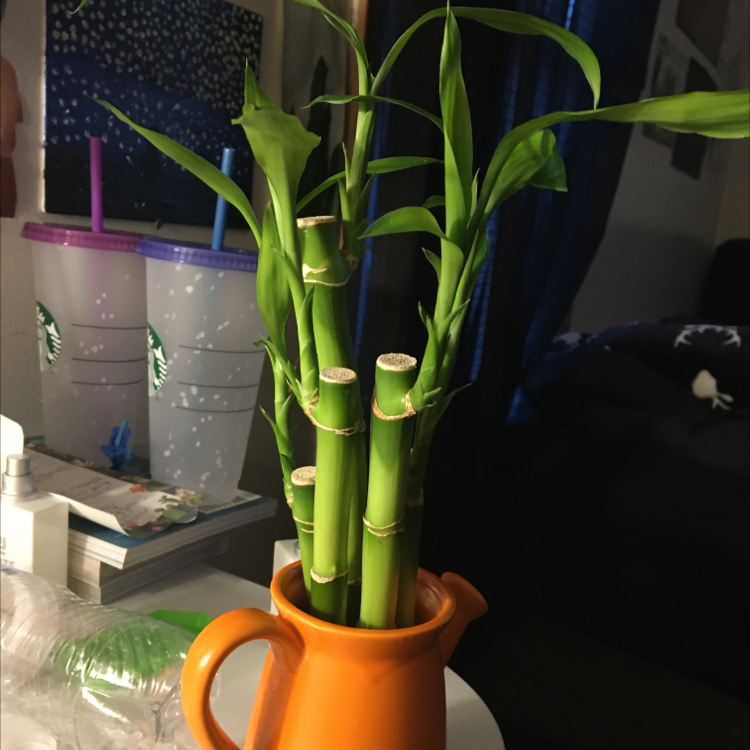 Lucky Bamboo plant photo by Owen named Boo on Greg, the plant care app.