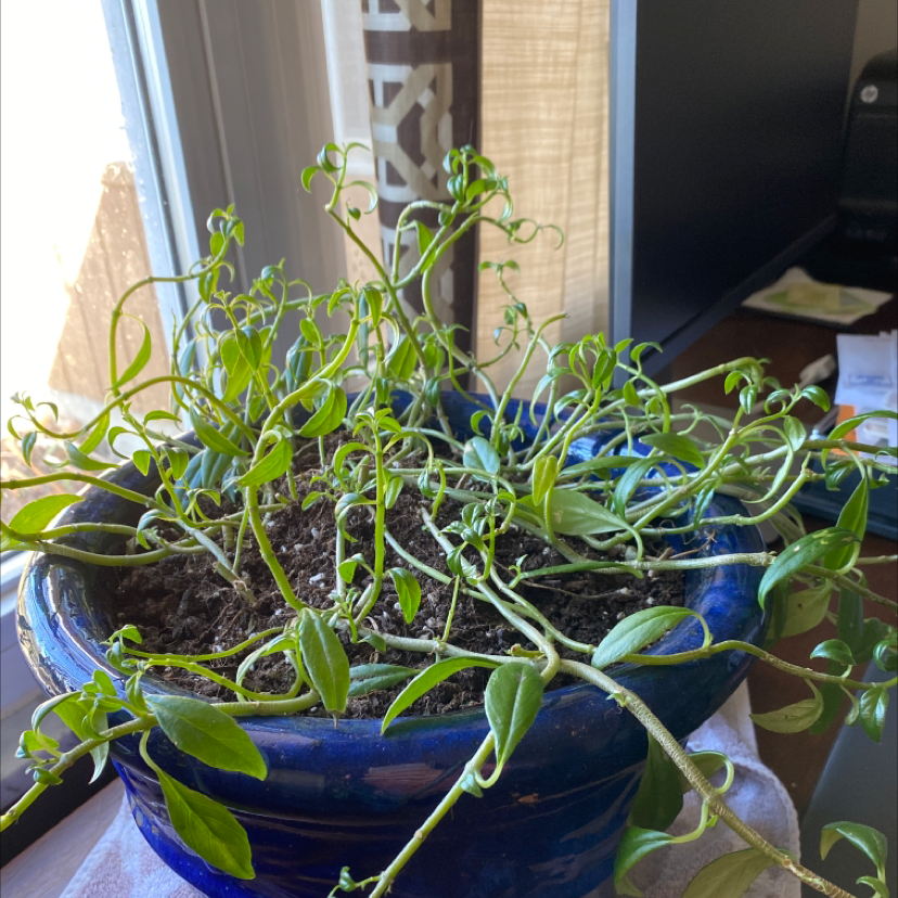 Healthy vining Peperomia plant with lush green leaves growing in a blue ceramic pot on a windowsill.