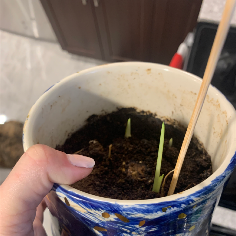 Potted Pink Calla Lily with emerging green shoots in a blue and white ceramic pot.