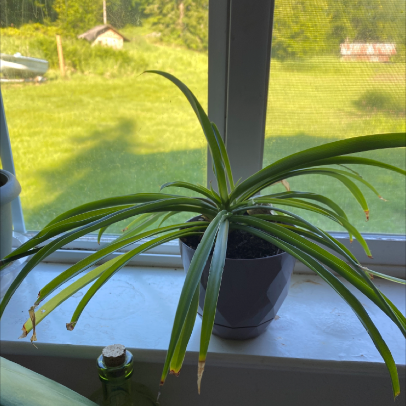 Spider Plant plant photo by @ErickaLyn78 named Walt on Greg, the plant care app.