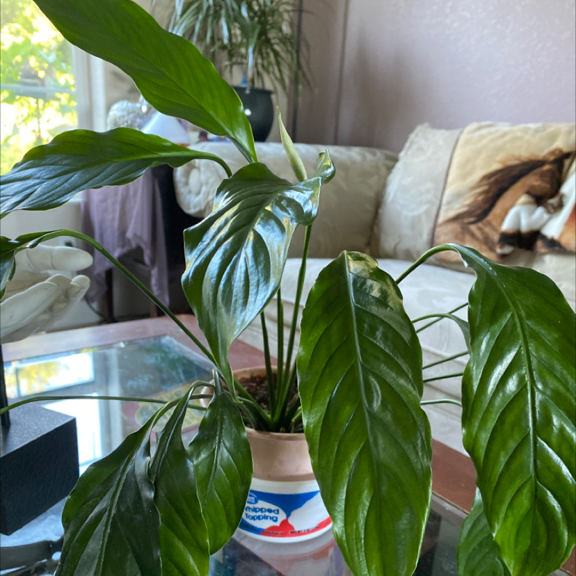 Peace Lily plant photo by @ErickaLyn78 named Lily anne on Greg, the plant care app.