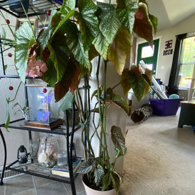 Polka Dot Begonia plant photo by @ErickaLyn78 named Aria on Greg, the plant care app.