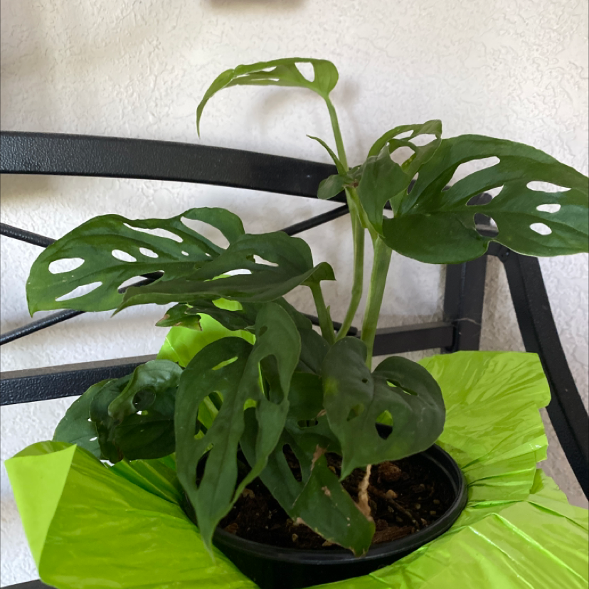 Window Leaf plant photo by @ErickaLyn78 named Swiss on Greg, the plant care app.