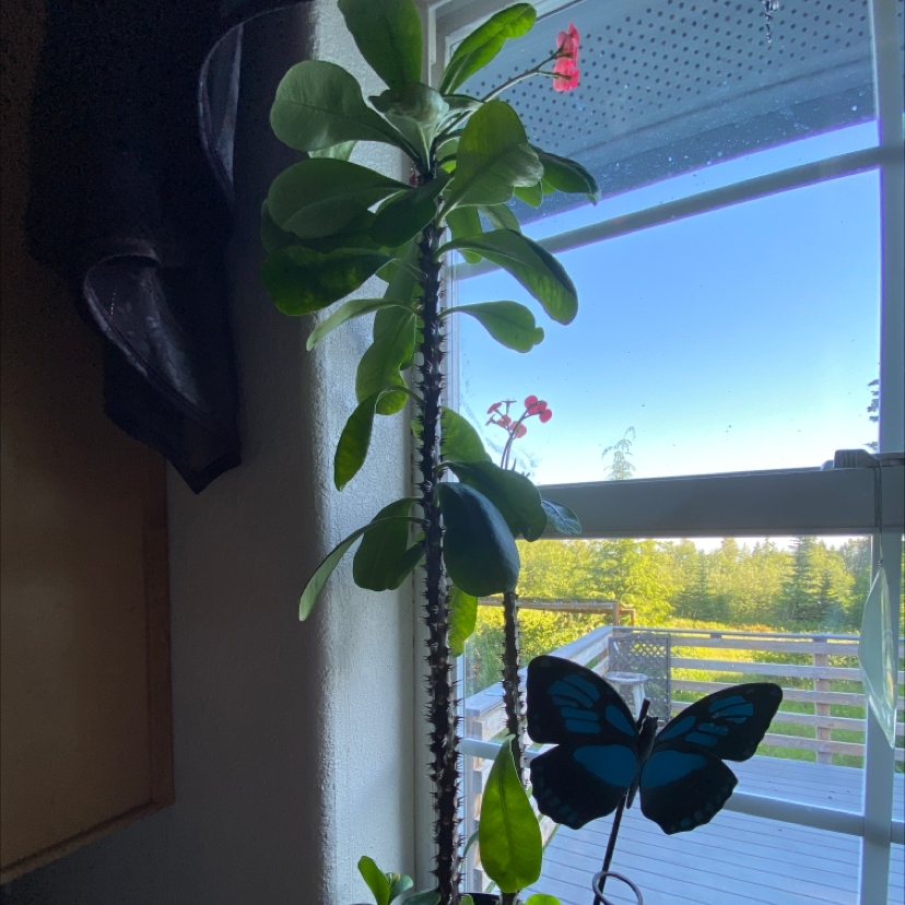 Crown of Thorns plant photo by @ErickaLyn78 named Rogue on Greg, the plant care app.