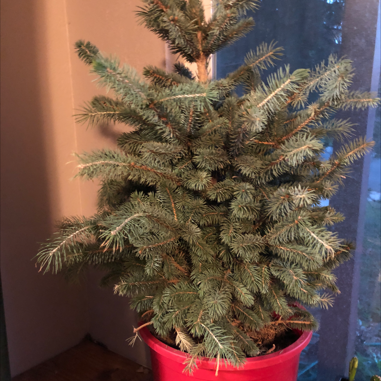 Blue Spruce plant in a red pot, appears healthy with dense green needles.
