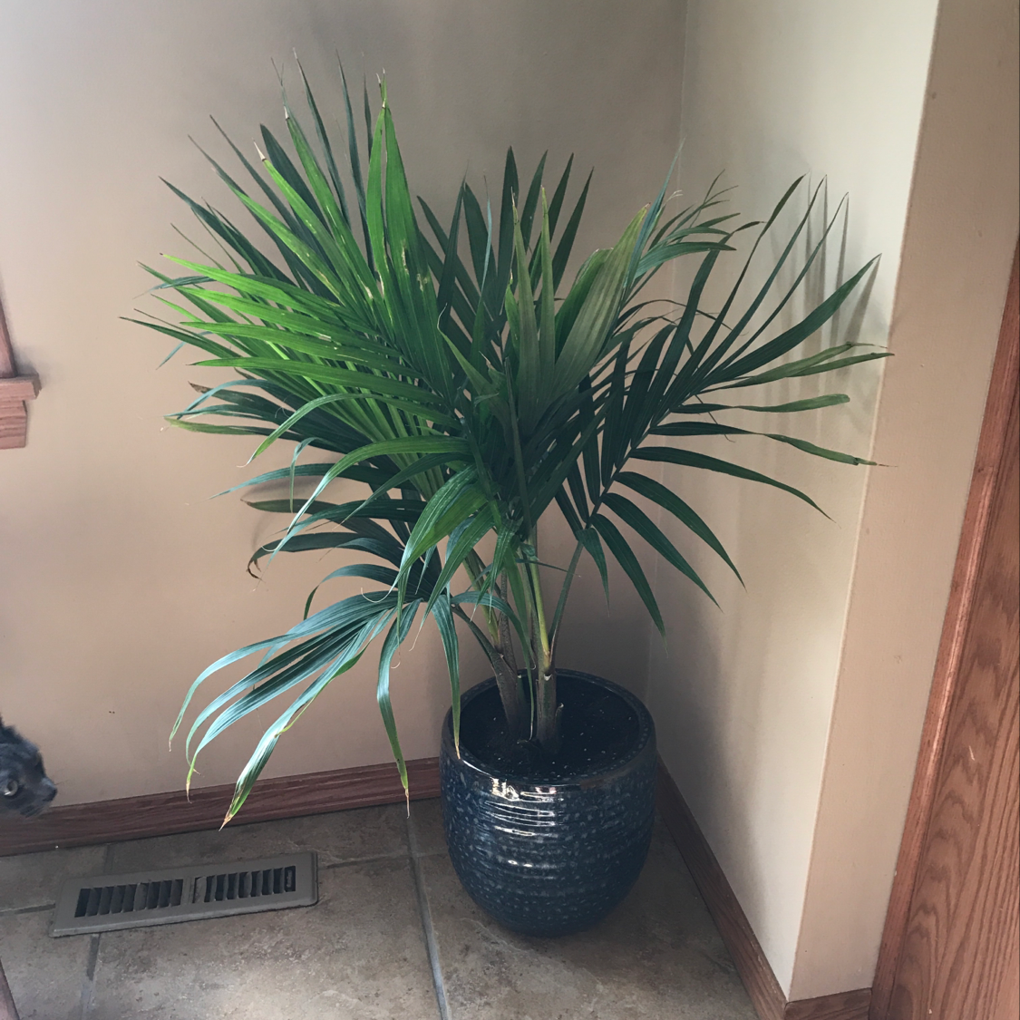 Healthy majesty palm in blue ceramic pot, lush green fronds, located indoors in room corner by heating vent.