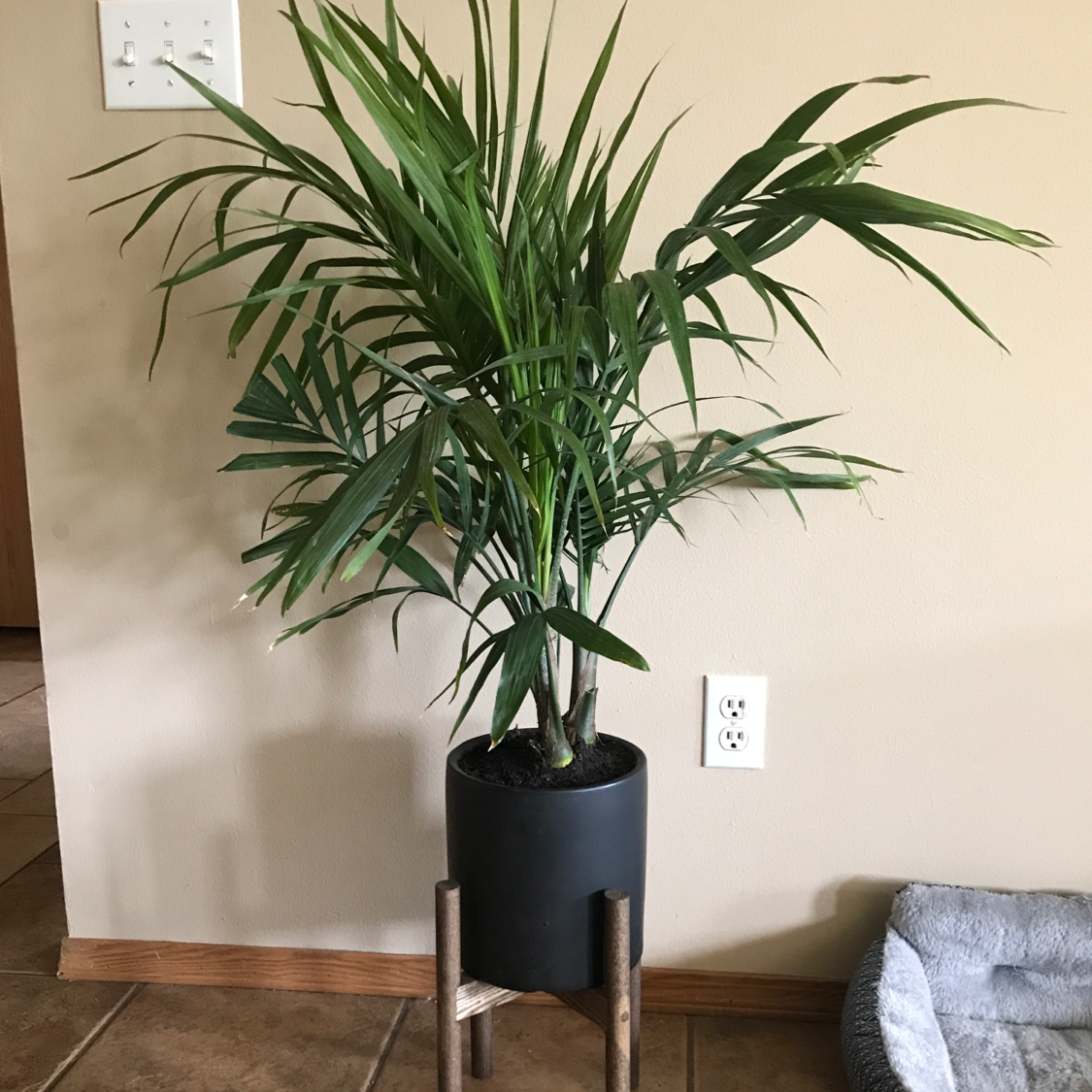 Healthy, thriving Majesty Palm with long green fronds in a black pot, well-framed against a plain wall indoors.