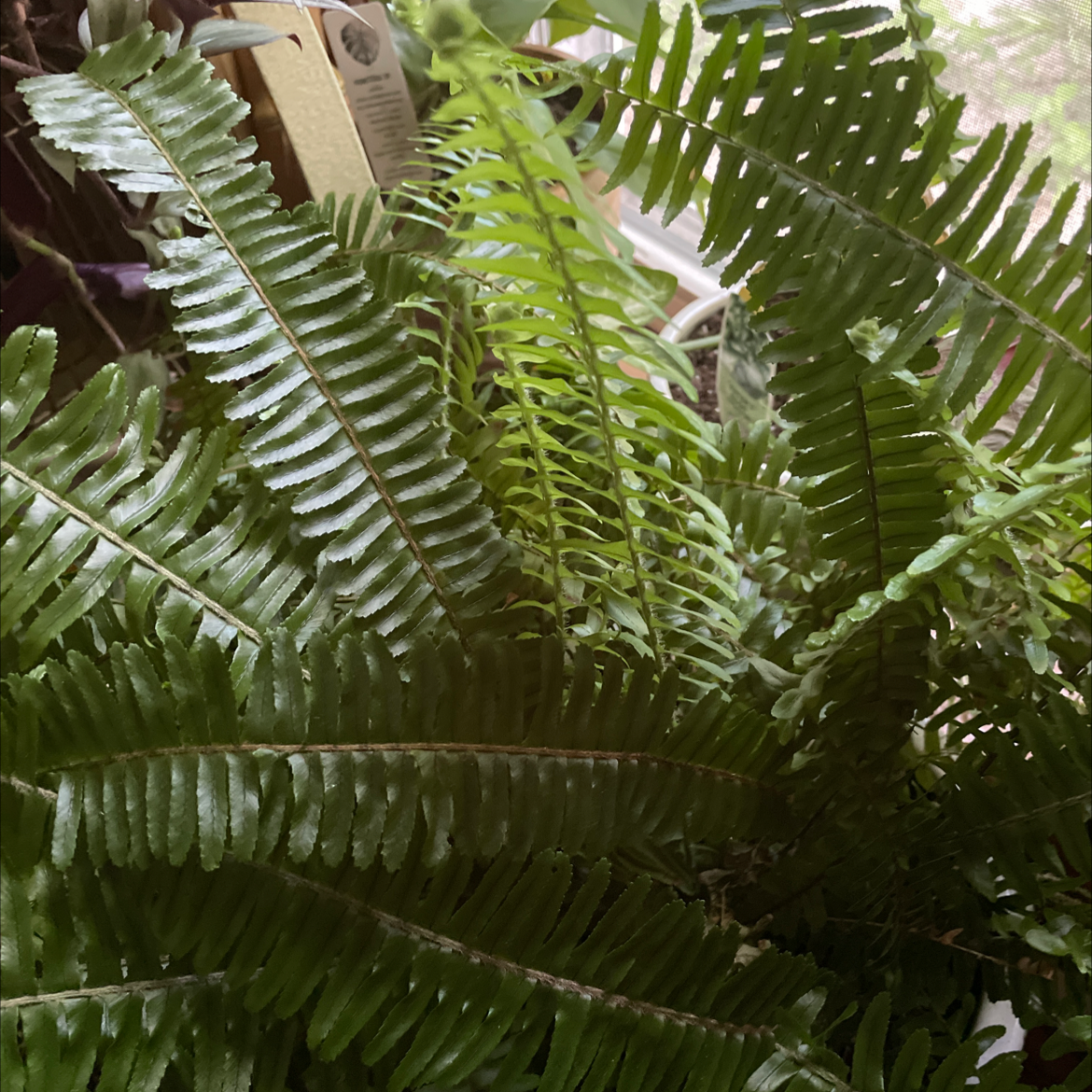 Boston Fern plant photo by Plant parent named Herbert Hoover on Greg, the plant care app.