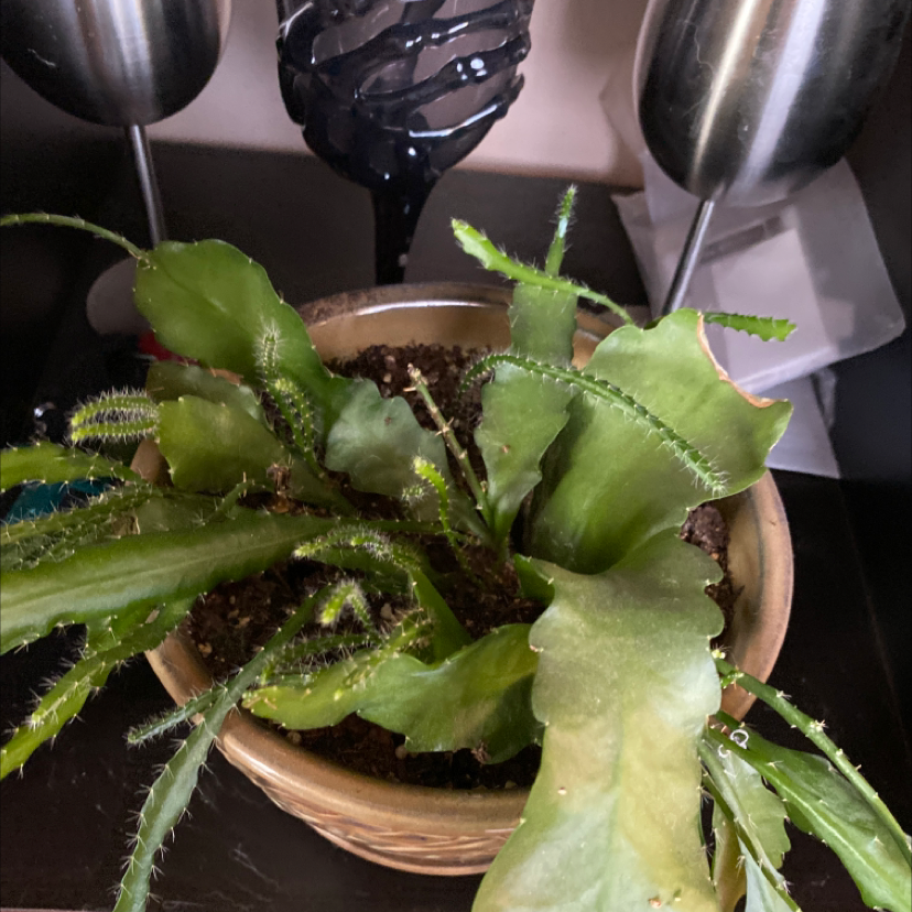 Potted Red Orchid Cactus with long, flat, green leaves indoors.