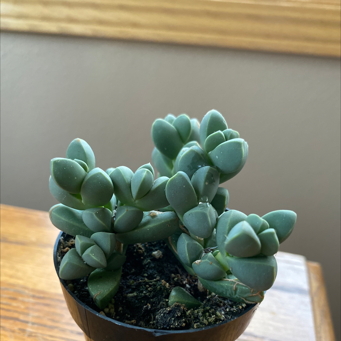 Healthy Beads Lampranthus succulent in a small pot with visible soil.