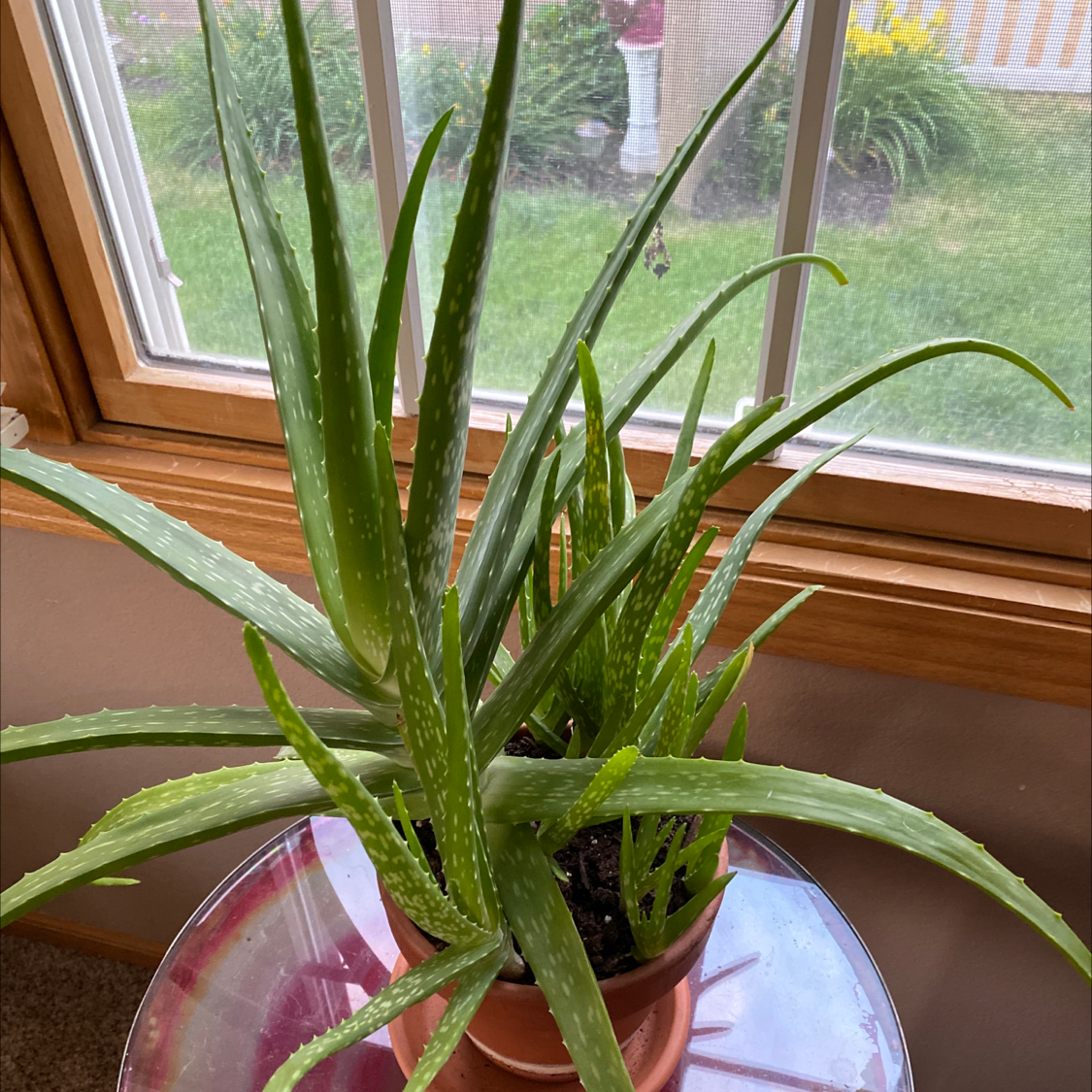 Aloe vera plant photo by @nate1707 named Drax on Greg, the plant care app.