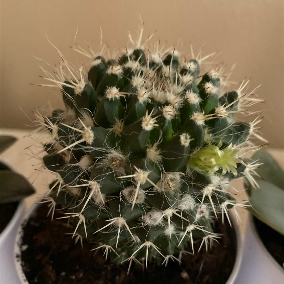 Mammillaria Uncinata cactus with dense spines and a small flower in a pot.
