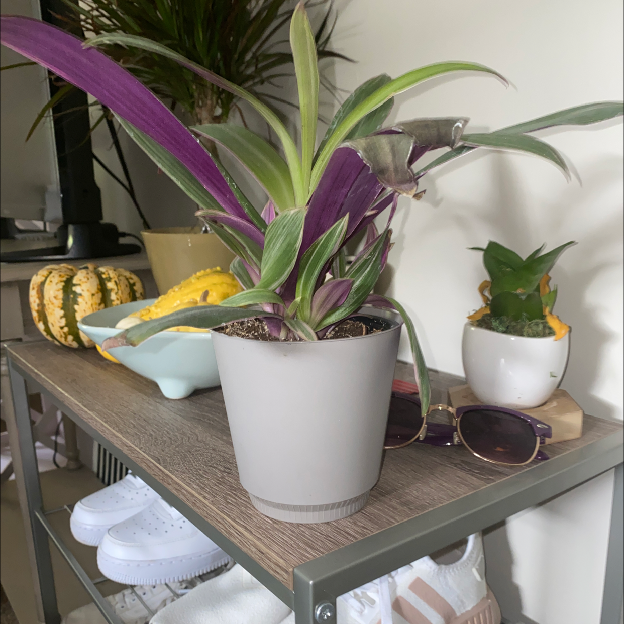 Vibrant, healthy Moses-in-the-Cradle plants with glossy green and purple leaves on a wooden shelf, featuring a hand tending to them.