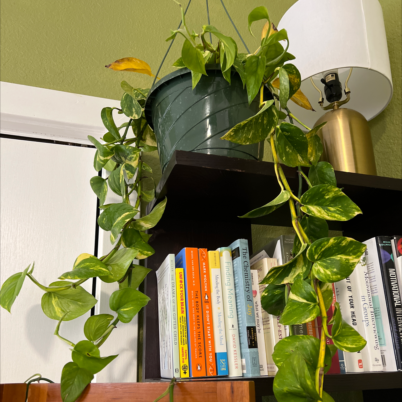 Hawaiian Pothos plant in a hanging pot with trailing vines and variegated leaves, placed on a shelf with books.