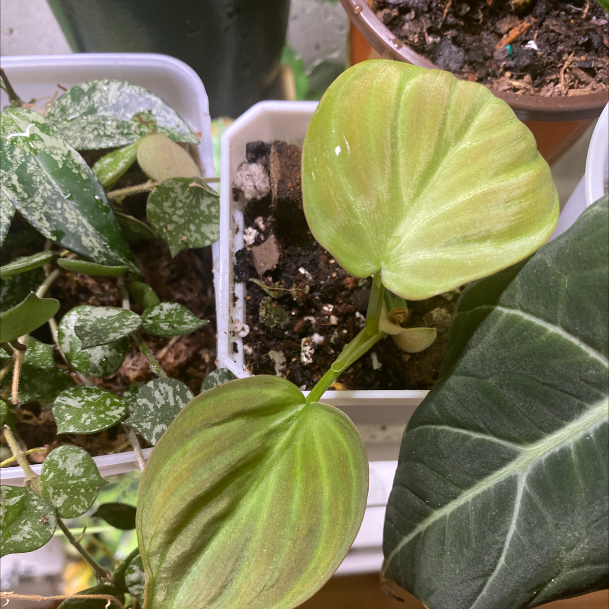 Camposportoanum Velvet Shield plant with heart-shaped leaves showing yellowing and browning.