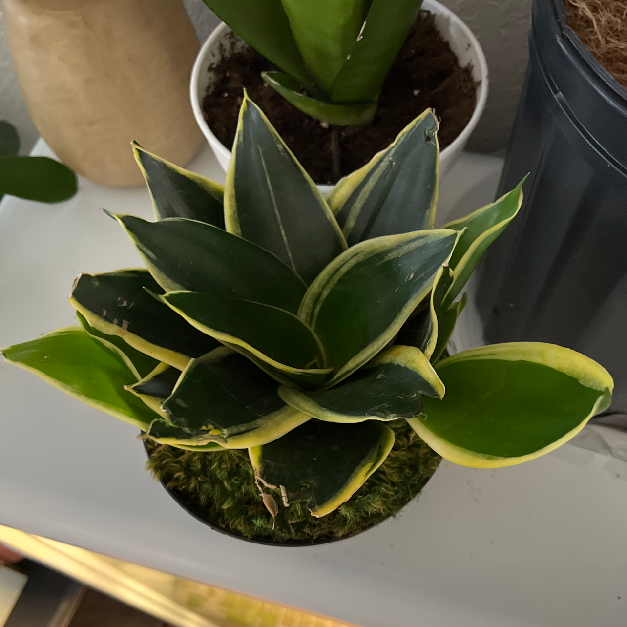 Black Star Snake Plant with dark green leaves edged in yellow, well-framed and in focus.