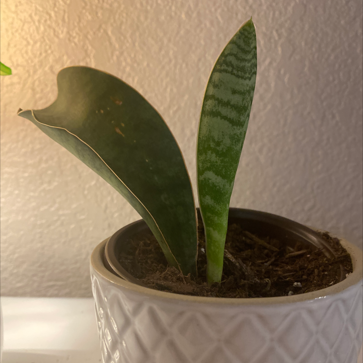 Whale Fin Snake Plant in a pot with visible soil. One leaf shows slight browning along the edge.