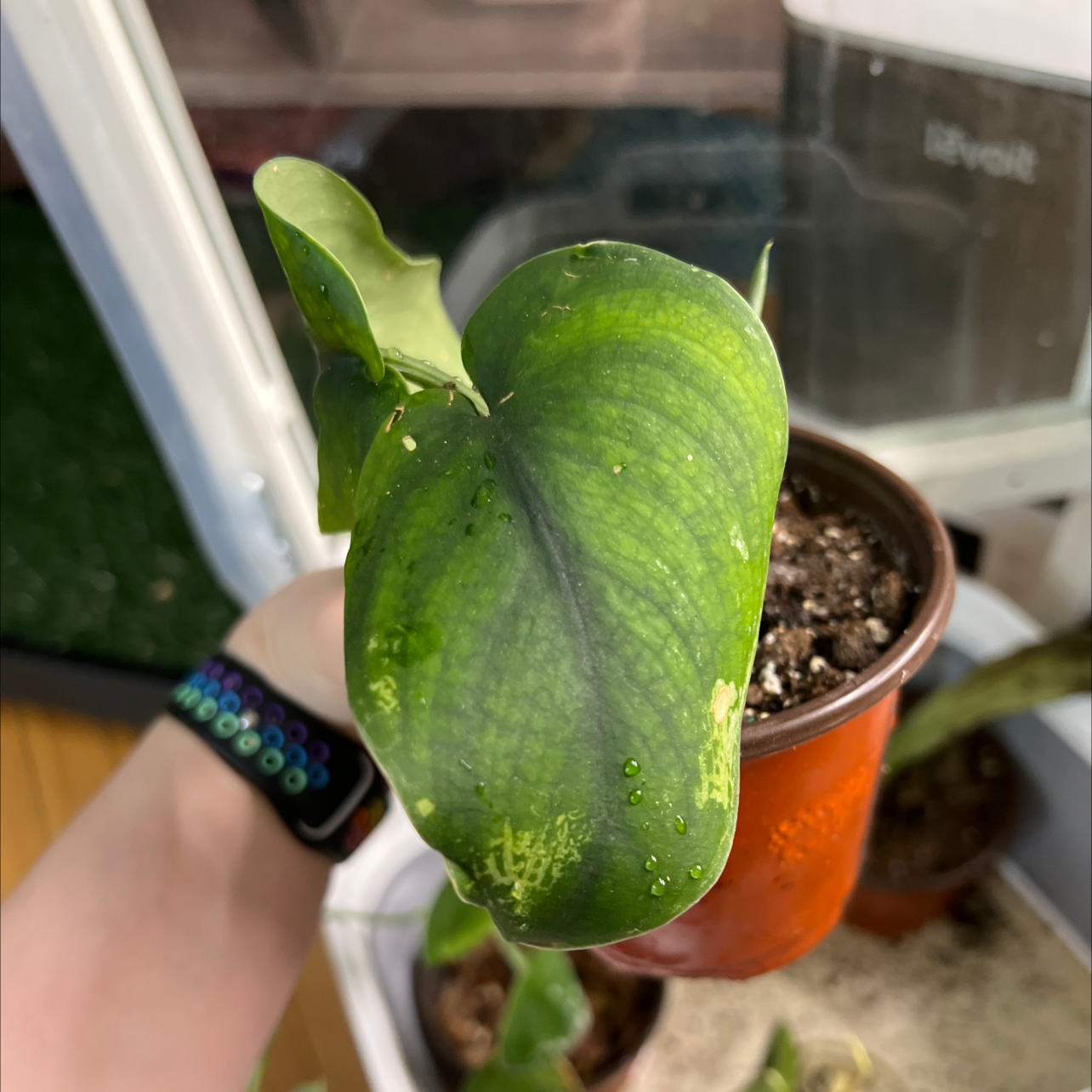 A Jade Satin Pothos plant with some yellowing and browning leaves, held by a hand.