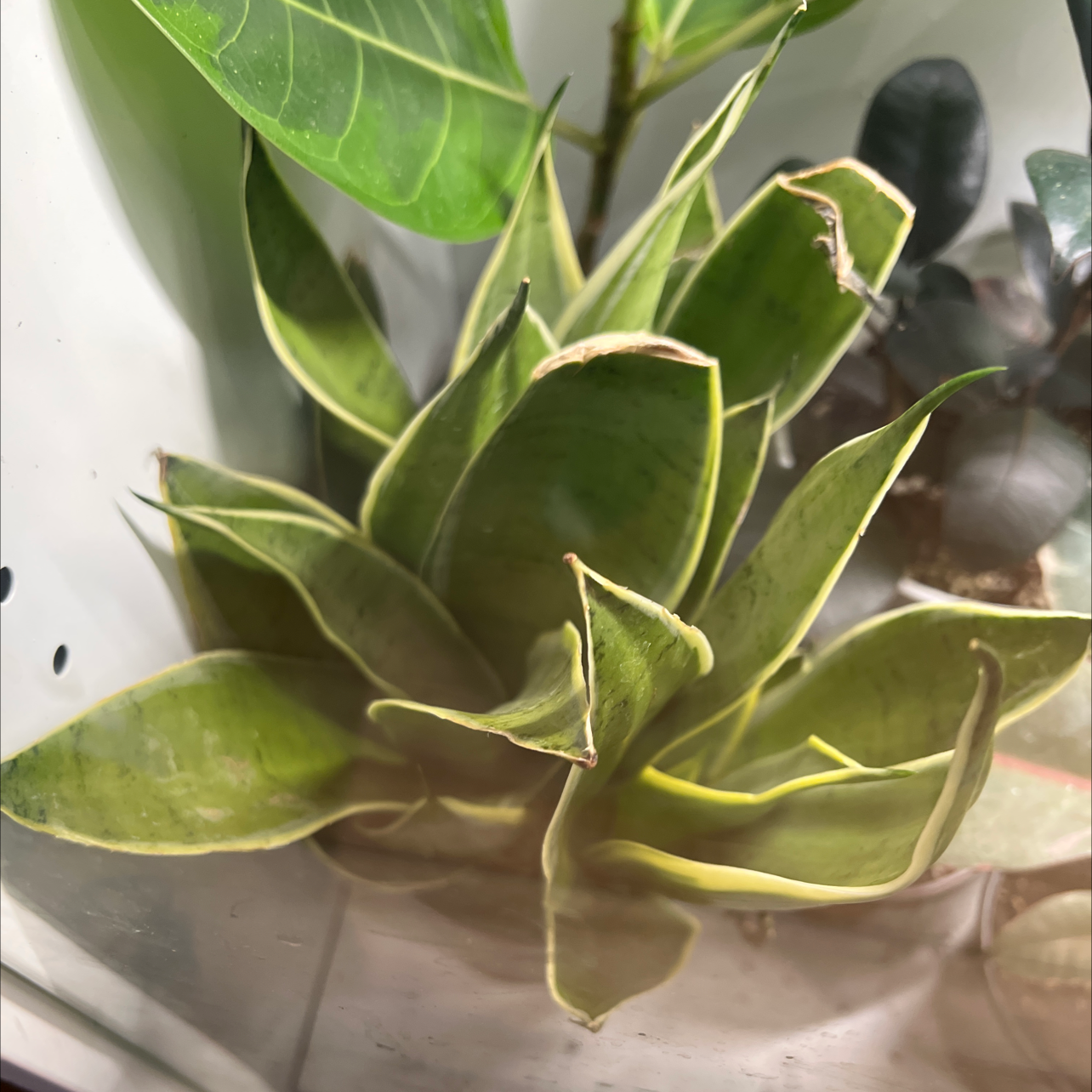 Sansevieria Night Owl plant with yellowing and browning leaves, well-framed and centered.