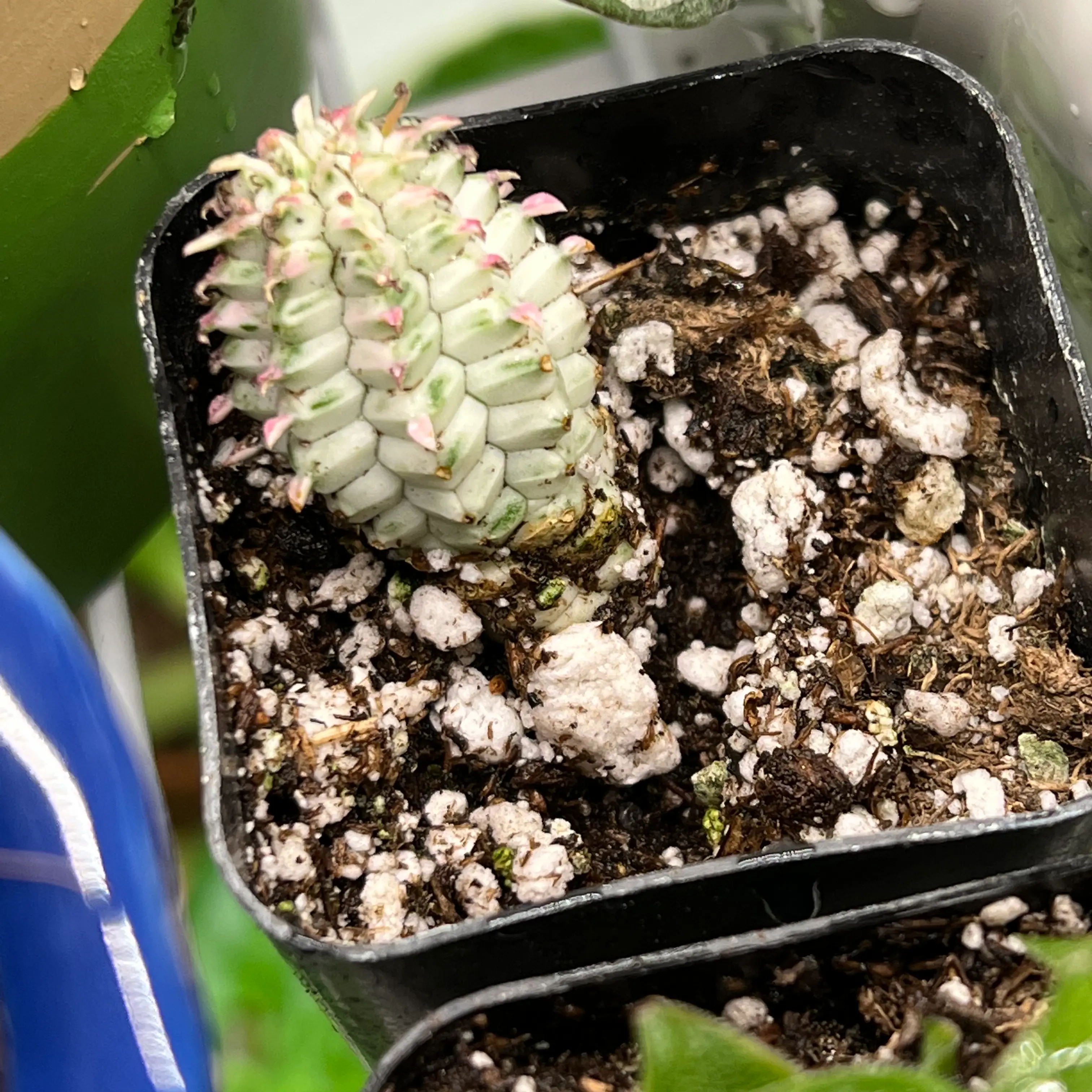 Variegated Corncob Cactus in a small pot with visible soil, appears healthy.