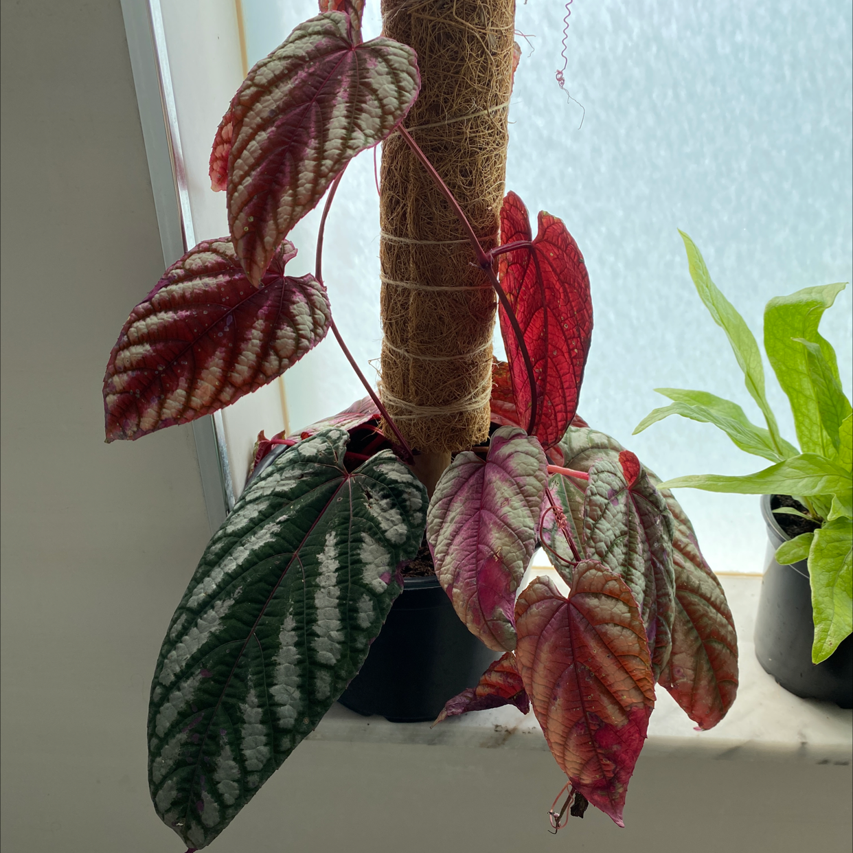 Rex Begonia Vine with variegated leaves in a pot, healthy and well-framed.