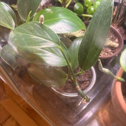 Rhaphidophora decursiva plant