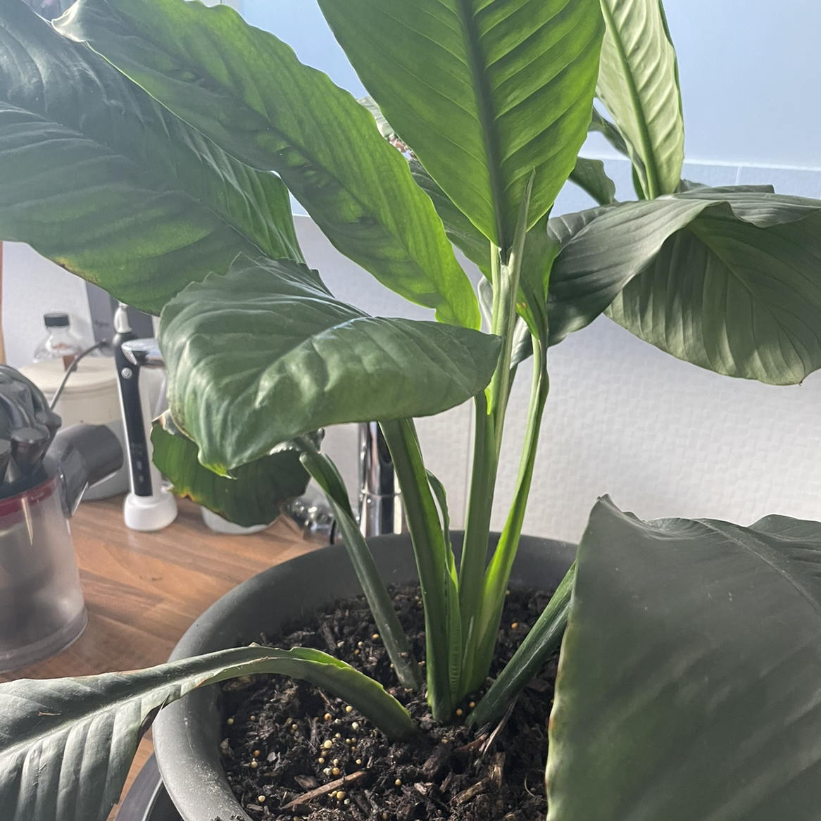 Sensation Peace Lily in a pot with visible soil and healthy green leaves.